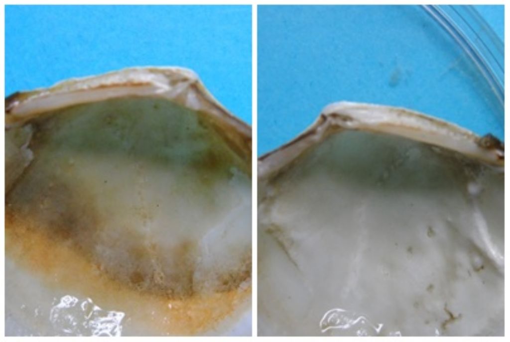 Bivalve per identificare